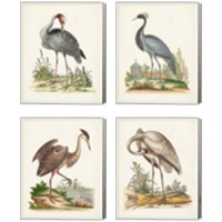 Framed Antique Heron & Cranes 4 Piece Canvas Print Set