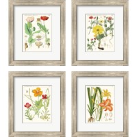 Framed 'Bright Botanicals 4 Piece Framed Art Print Set' border=