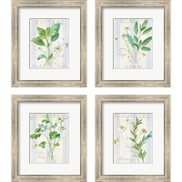 Framed Floursack Herbs 4 Piece Framed Art Print Set