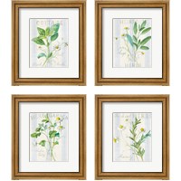 Framed 'Floursack Herbs 4 Piece Framed Art Print Set' border=