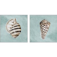 Framed Modern Shell on Teal 2 Piece Art Print Set