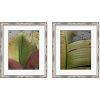 Framed 'Butterfly Palm 2 Piece Framed Art Print Set' border=
