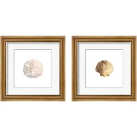 Framed Oceanum Shells White 2 Piece Framed Art Print Set