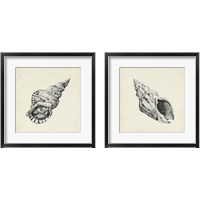 Framed Seashell Pencil Sketch 2 Piece Framed Art Print Set