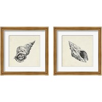 Framed Seashell Pencil Sketch 2 Piece Framed Art Print Set