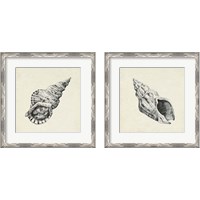 Framed 'Seashell Pencil Sketch 2 Piece Framed Art Print Set' border=