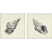 Framed 'Seashell Pencil Sketch 2 Piece Art Print Set' border=