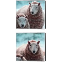 Framed 'Sheep Square 2 Piece Canvas Print Set' border=