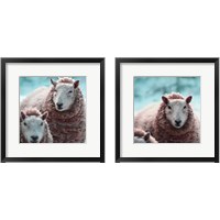 Framed Sheep Square 2 Piece Framed Art Print Set