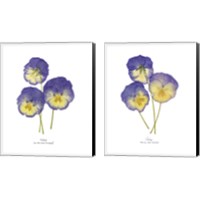 Framed Pressed Violas 2 Piece Canvas Print Set