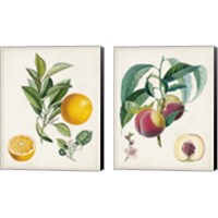 Framed Vintage Fruit 2 Piece Canvas Print Set