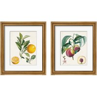 Framed Vintage Fruit 2 Piece Framed Art Print Set