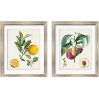 Framed 'Vintage Fruit 2 Piece Framed Art Print Set' border=