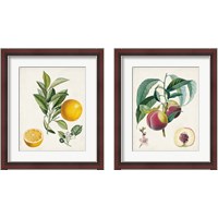 Framed Vintage Fruit 2 Piece Framed Art Print Set