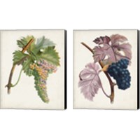 Framed 'Vintage Fruit 2 Piece Canvas Print Set' border=