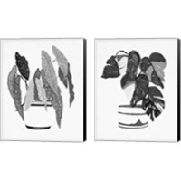 Framed 'B&W Indoor Plant 2 Piece Canvas Print Set' border=