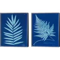 Framed Cyanotype Ferns 2 Piece Canvas Print Set