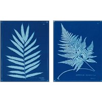 Framed Cyanotype Ferns 2 Piece Art Print Set