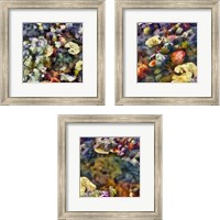 Framed Sea Life 3 Piece Framed Art Print Set