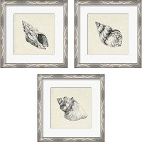 Framed 'Seashell Pencil Sketch 3 Piece Framed Art Print Set' border=