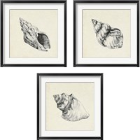 Framed 'Seashell Pencil Sketch 3 Piece Framed Art Print Set' border=