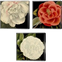 Framed Dramatic Camellia 3 Piece Canvas Print Set