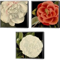 Framed 'Dramatic Camellia 3 Piece Canvas Print Set' border=