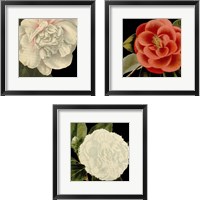 Framed Dramatic Camellia 3 Piece Framed Art Print Set