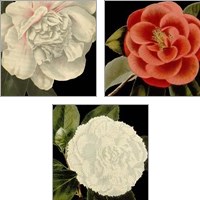 Framed 'Dramatic Camellia 3 Piece Art Print Set' border=