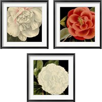 Framed Dramatic Camellia 3 Piece Framed Art Print Set
