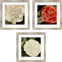 Framed 'Dramatic Camellia 3 Piece Framed Art Print Set' border=