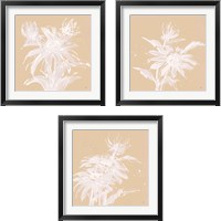 Framed 'Echinacea  3 Piece Framed Art Print Set' border=