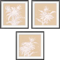 Framed Echinacea  3 Piece Framed Art Print Set