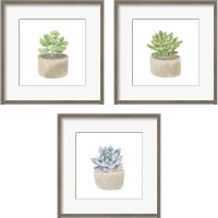 Framed 'Simple Succulent 3 Piece Framed Art Print Set' border=