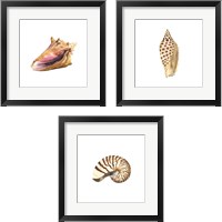 Framed Oceanum Shells White 3 Piece Framed Art Print Set