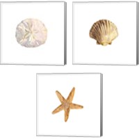 Framed 'Oceanum Shells White 3 Piece Canvas Print Set' border=