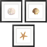 Framed Oceanum Shells White 3 Piece Framed Art Print Set