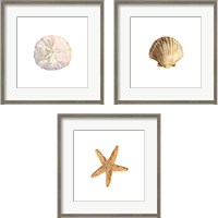 Framed 'Oceanum Shells White 3 Piece Framed Art Print Set' border=