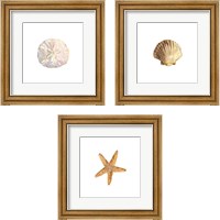 Framed 'Oceanum Shells White 3 Piece Framed Art Print Set' border=