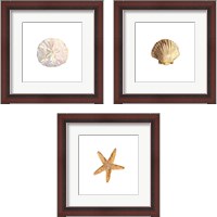 Framed 'Oceanum Shells White 3 Piece Framed Art Print Set' border=