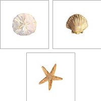 Framed 'Oceanum Shells White 3 Piece Art Print Set' border=