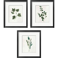 Framed 'Botanical Study Greenery 3 Piece Framed Art Print Set' border=