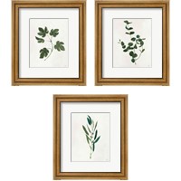 Framed Botanical Study Greenery 3 Piece Framed Art Print Set