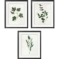 Framed Botanical Study Greenery 3 Piece Framed Art Print Set