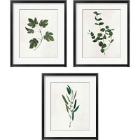 Framed 'Botanical Study Greenery 3 Piece Framed Art Print Set' border=