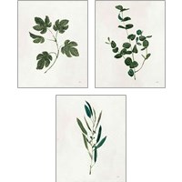 Framed 'Botanical Study Greenery 3 Piece Art Print Set' border=