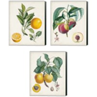 Framed 'Vintage Fruit 3 Piece Canvas Print Set' border=