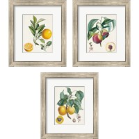 Framed Vintage Fruit 3 Piece Framed Art Print Set