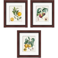 Framed 'Vintage Fruit 3 Piece Framed Art Print Set' border=