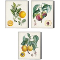 Framed 'Vintage Fruit 3 Piece Canvas Print Set' border=